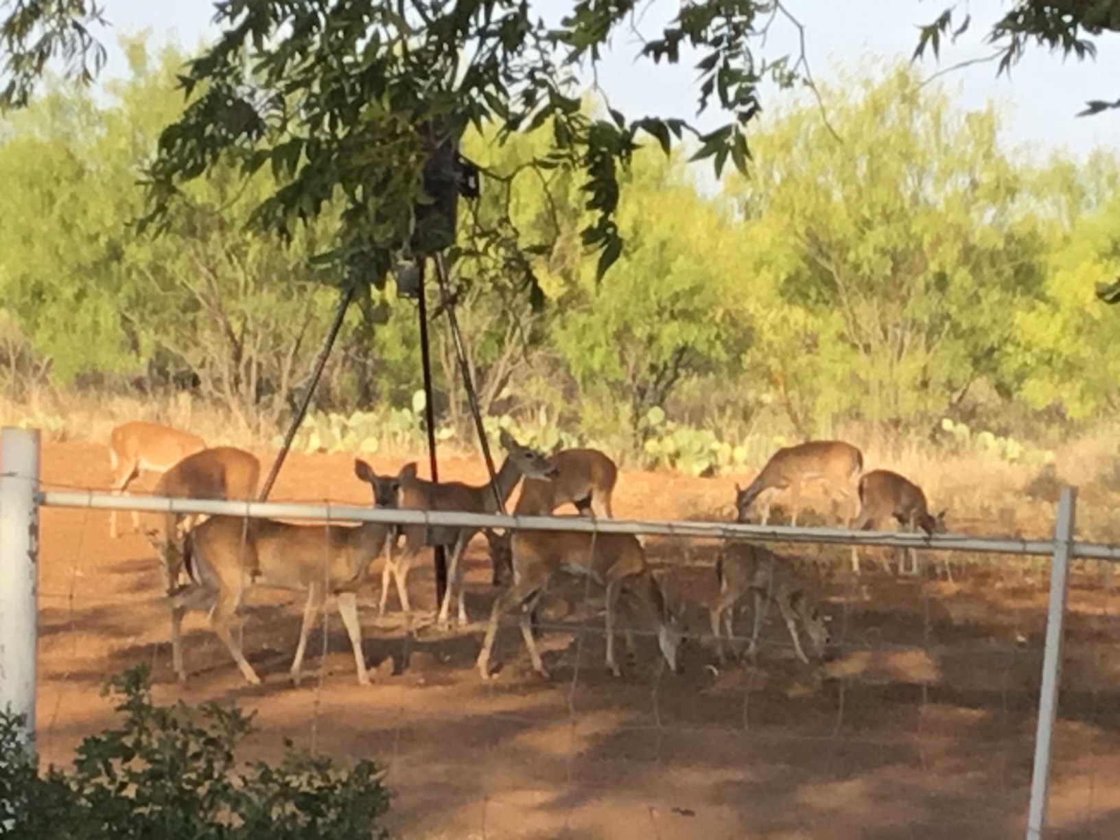 629 Elliott Road London, TX 76854 - Photo 31 of 49 a backyard of a house with table and chairs