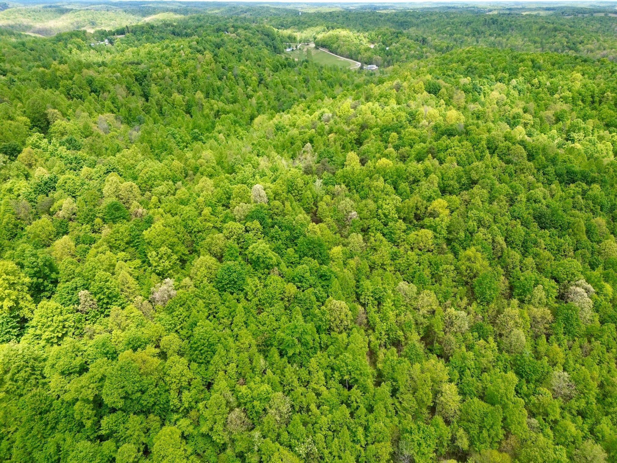 100 A Open Fork Road Morehead, KY 40351 - Photo 44 of 75 Trees