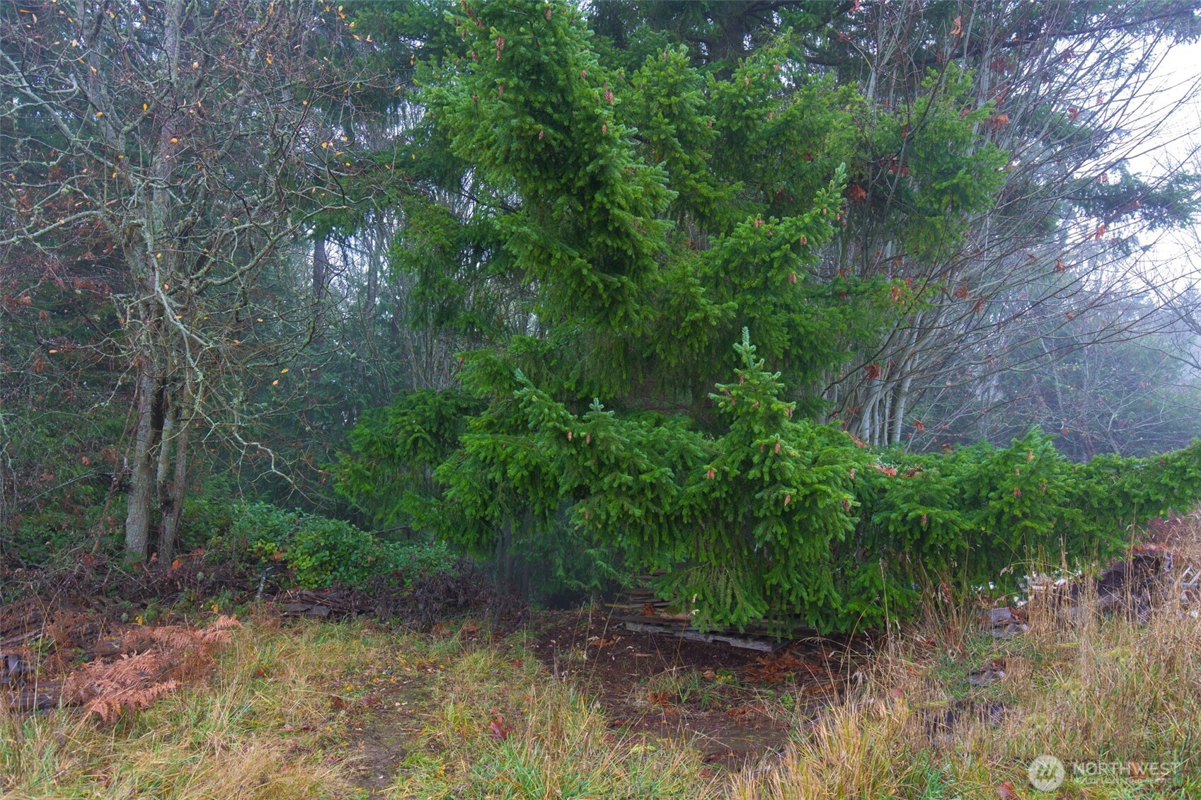 501 McCarver Road Port Angeles, WA 98362 - Photo 36 of 36 a view of a yard