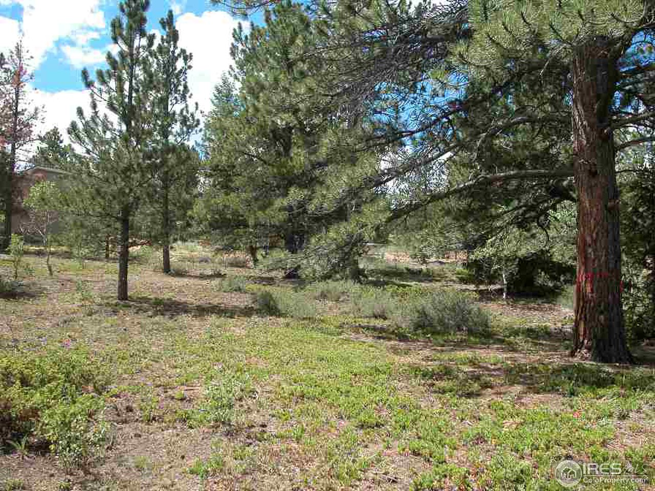 339 Monoma Road Red Feather Lakes, CO 80545 - Photo 4 of 6 Gallery Image 4