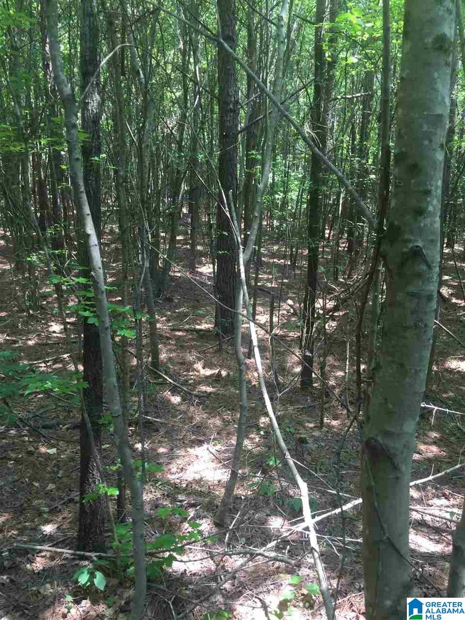 0 Rendalia Motorway, Unit 29 ACRES Talladega, AL 35160 - Photo 7 of 21