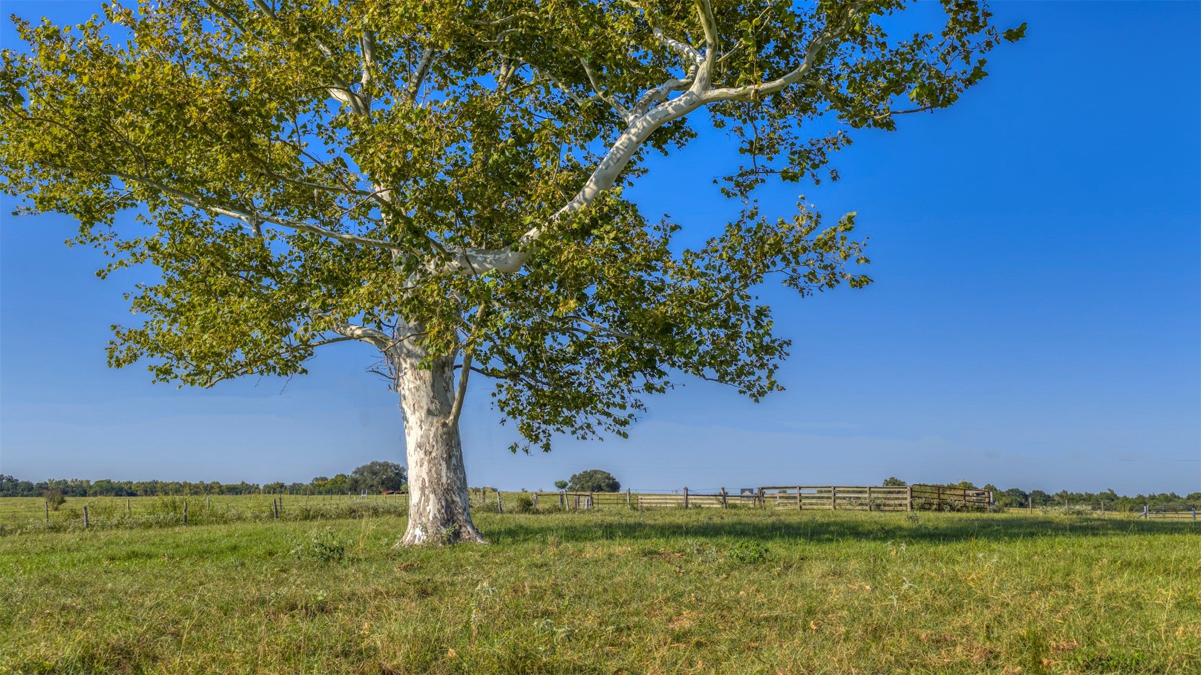 1711 Sempronius Road Chappell Hill, TX 77426 - Photo 2 of 50 a view of a tree with a yard