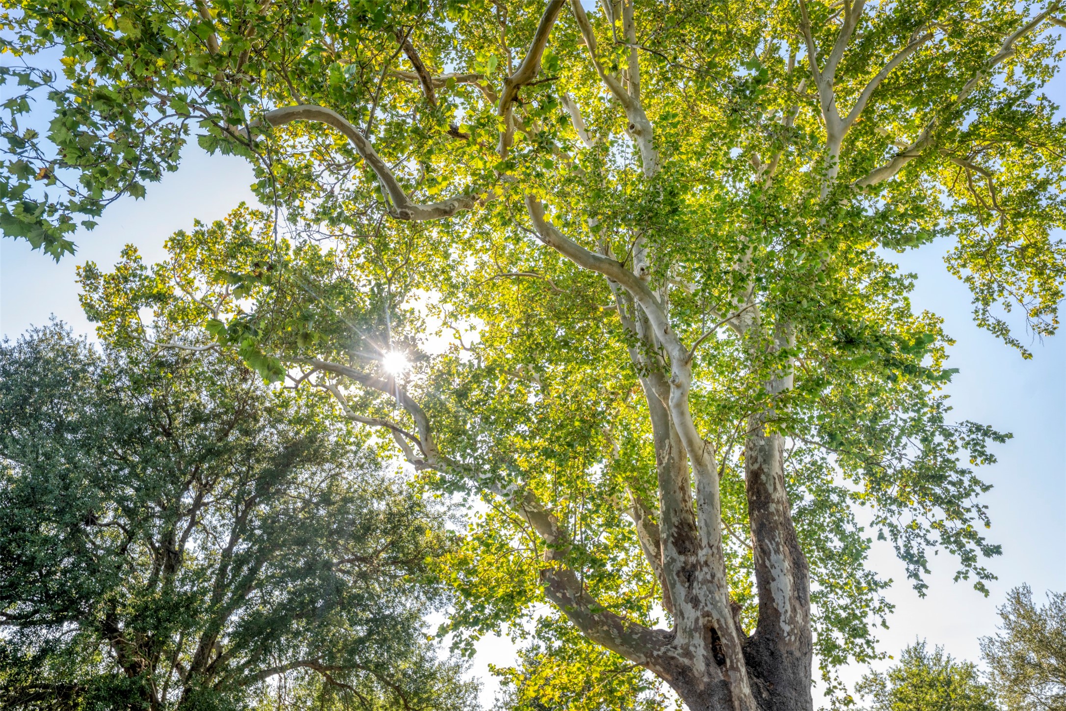 1711 Sempronius Road Chappell Hill, TX 77426 - Photo 46 of 50 a view of tree