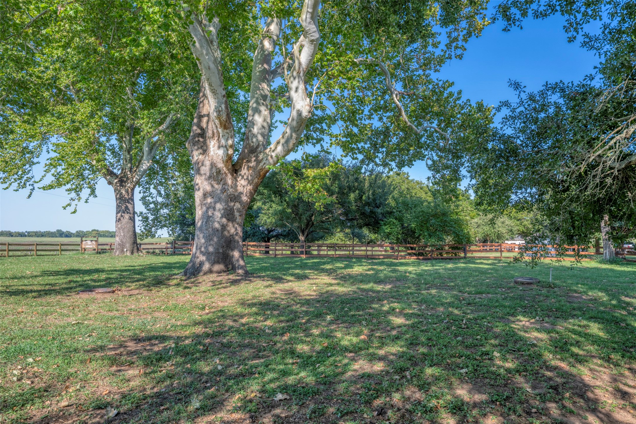 1711 Sempronius Road Chappell Hill, TX 77426 - Photo 47 of 50 a view of a field with a tree