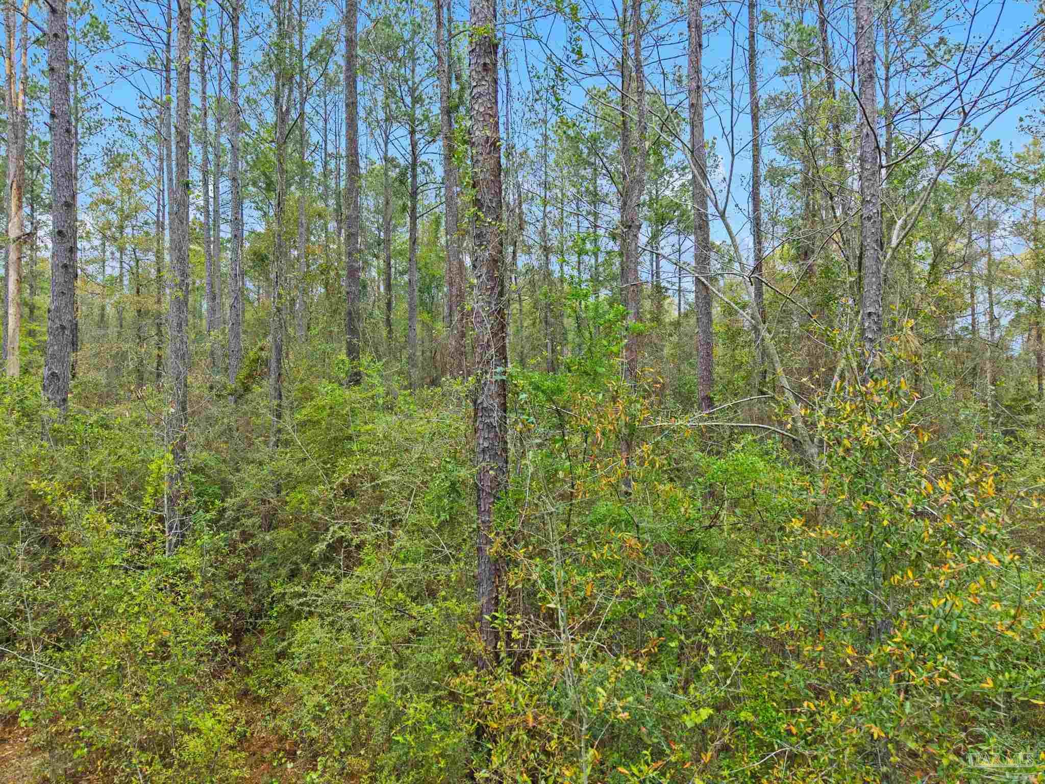 0 Tom Shivers Road Flomaton, AL 36441 - Photo 14 of 23 Gallery Image 14