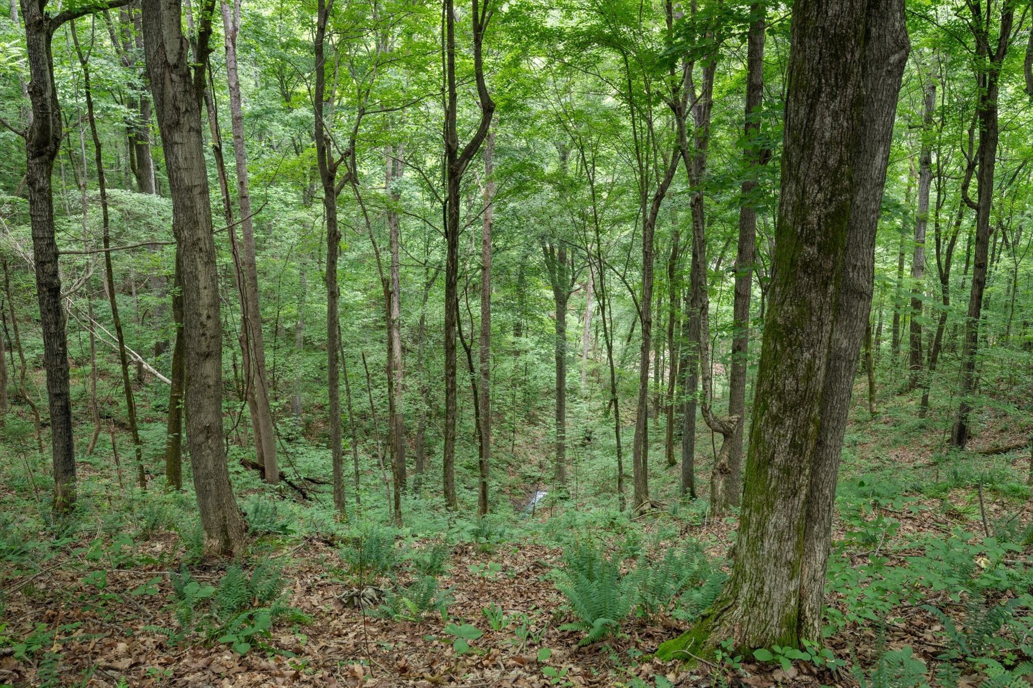 0 Grays Point Road Joelton, TN 37080 - Photo 5 of 25 Gallery Image 5