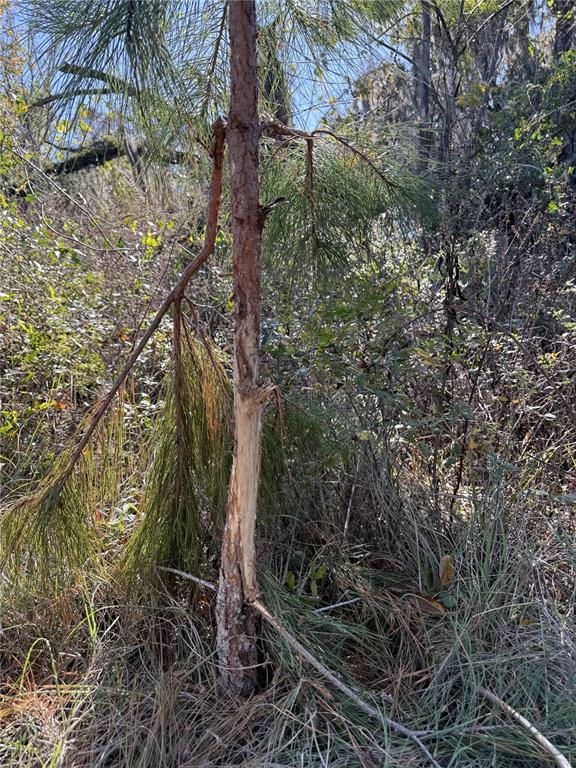 Northwest 110th Avenue Reddick, FL 32686 - Photo 5 of 14 a view of a yard