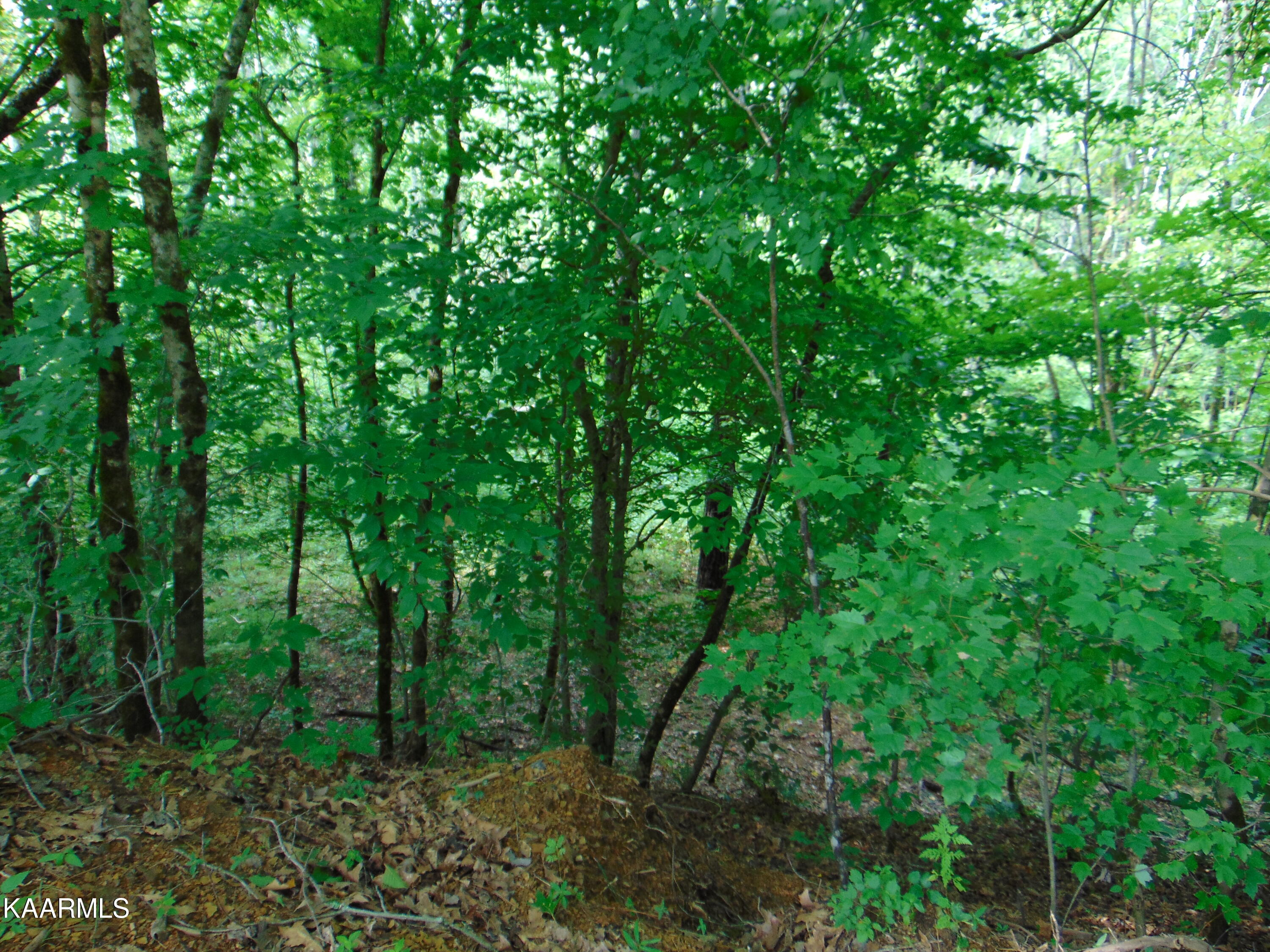37 Pinhook Road Delano, TN 37325 - Photo 41 of 47 DSC01068