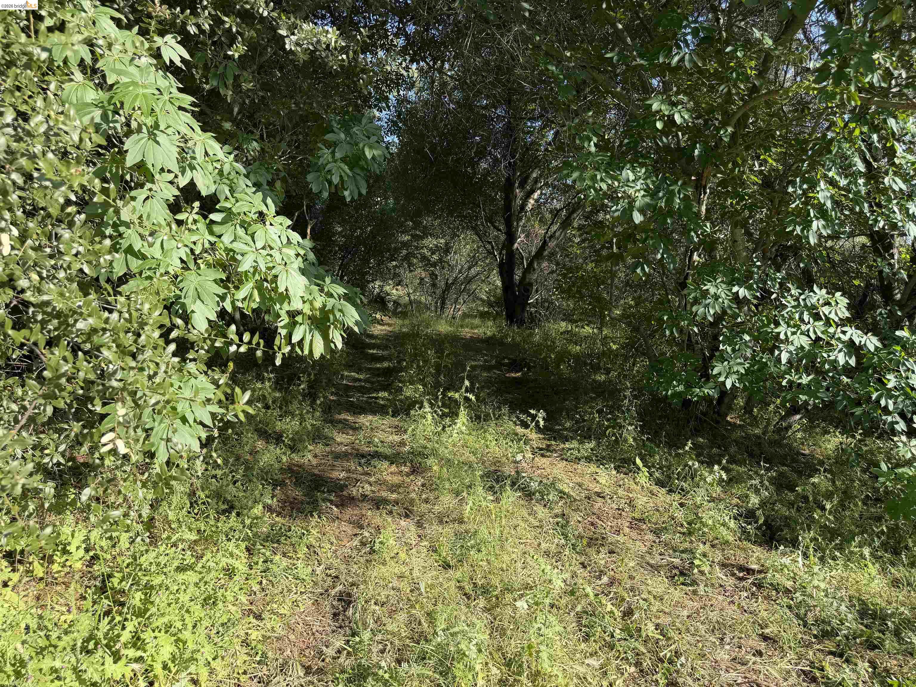 4320 Usona Road Mariposa, CA 95338 - Photo 1 of 2 a view of yard