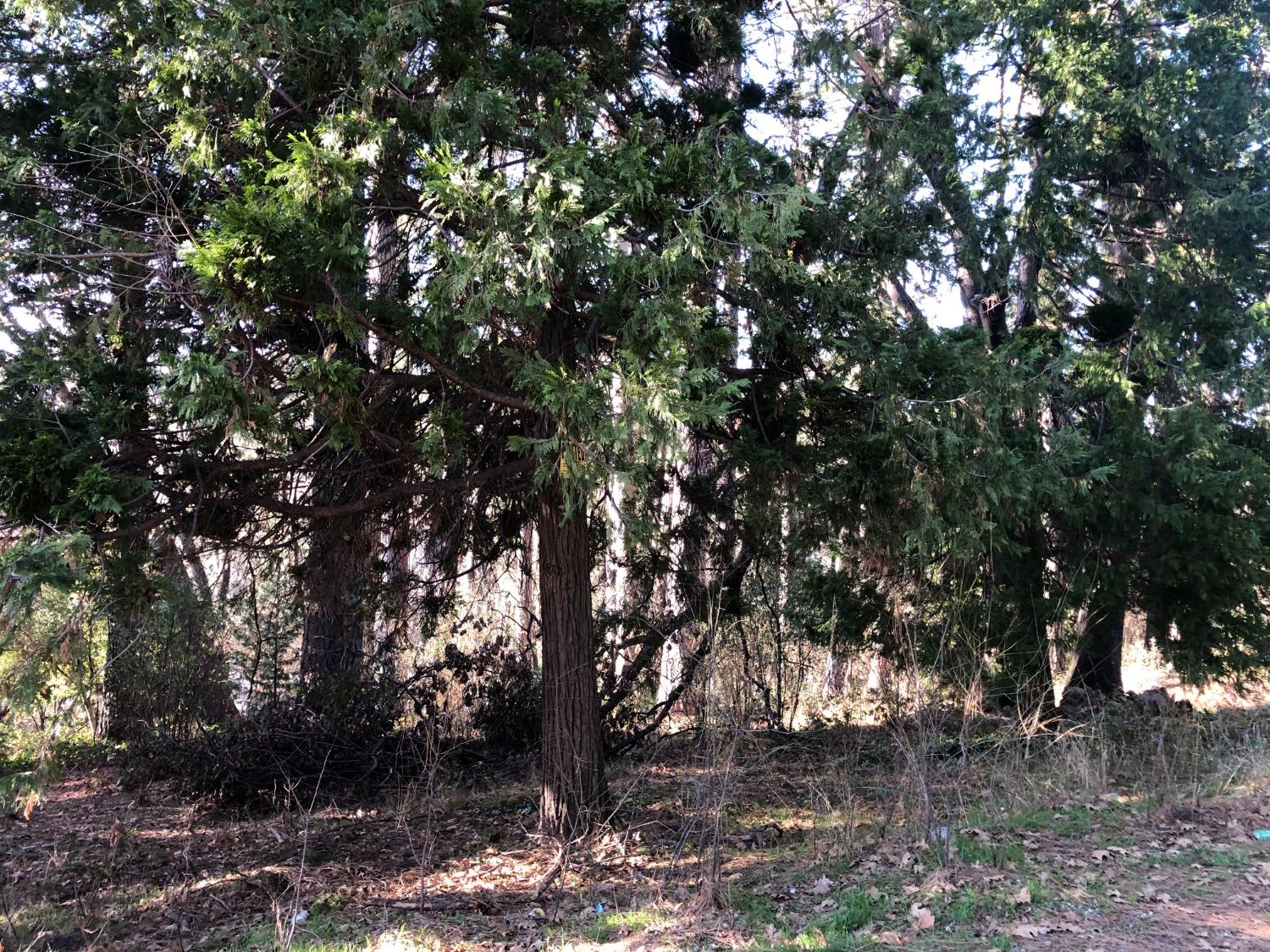 410 Marshall Street Grass Valley, CA 95945 - Photo 6 of 7