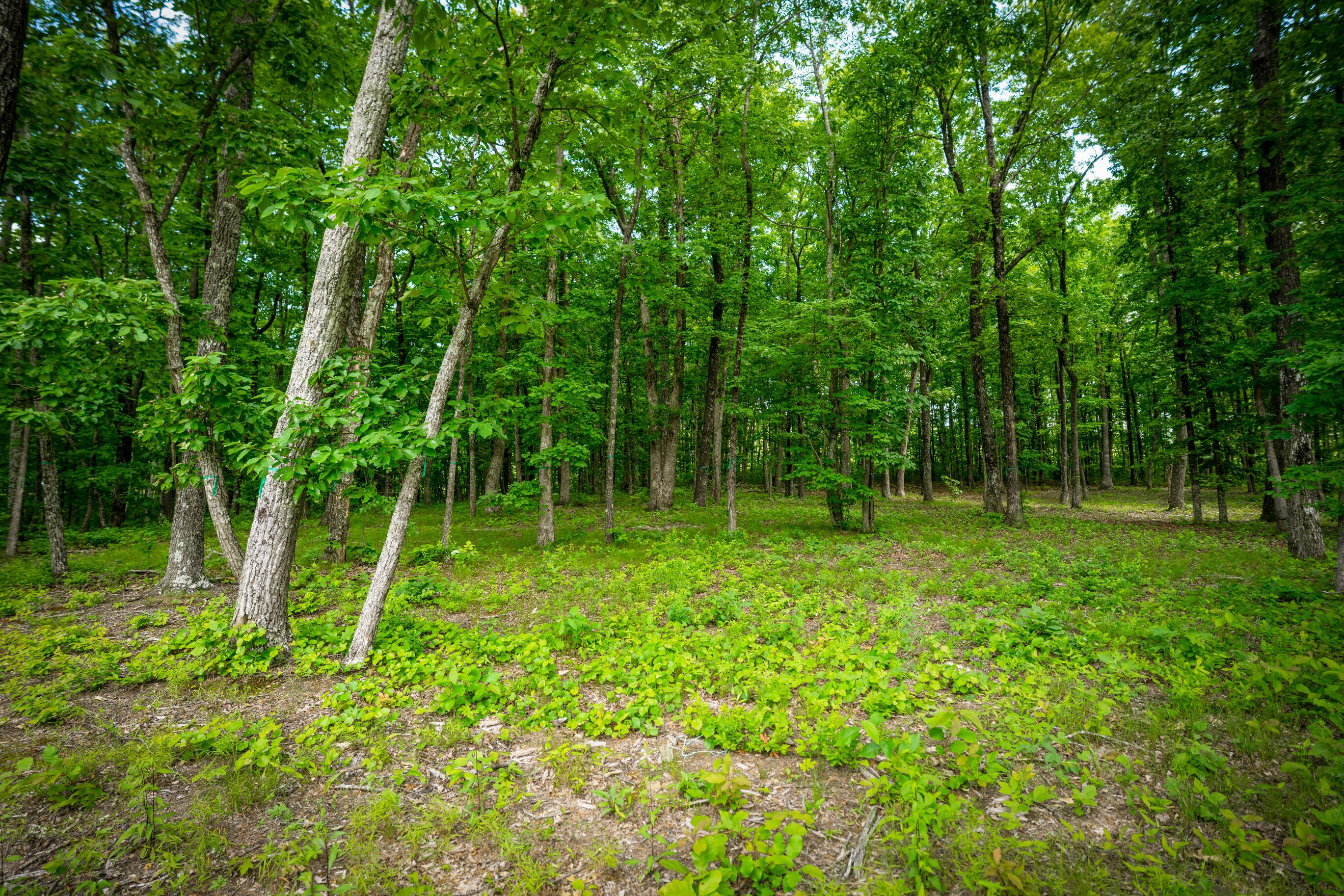 4562 Amethyst Road Chattanooga, TN 37419 - Photo 9 of 28 _DSC1419-Edit