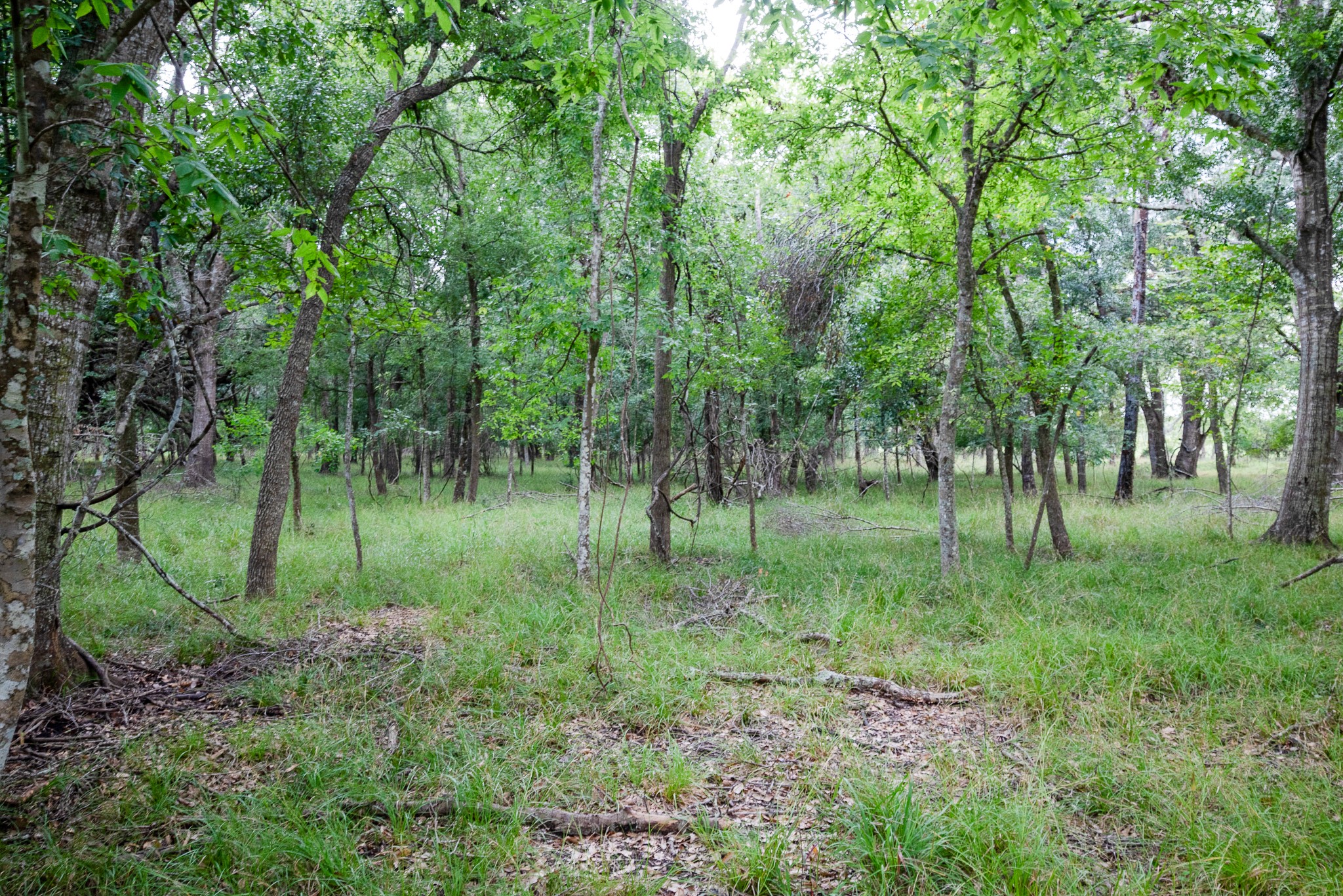 1 Charlie Meyer Road Damon, TX 77430 - Photo 33 of 45 a view of outdoor space with green field and trees