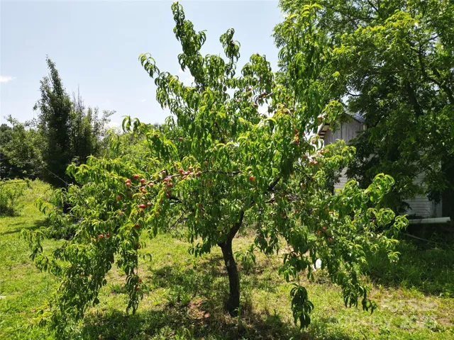 a view of backyard with wheel chair and potted plants