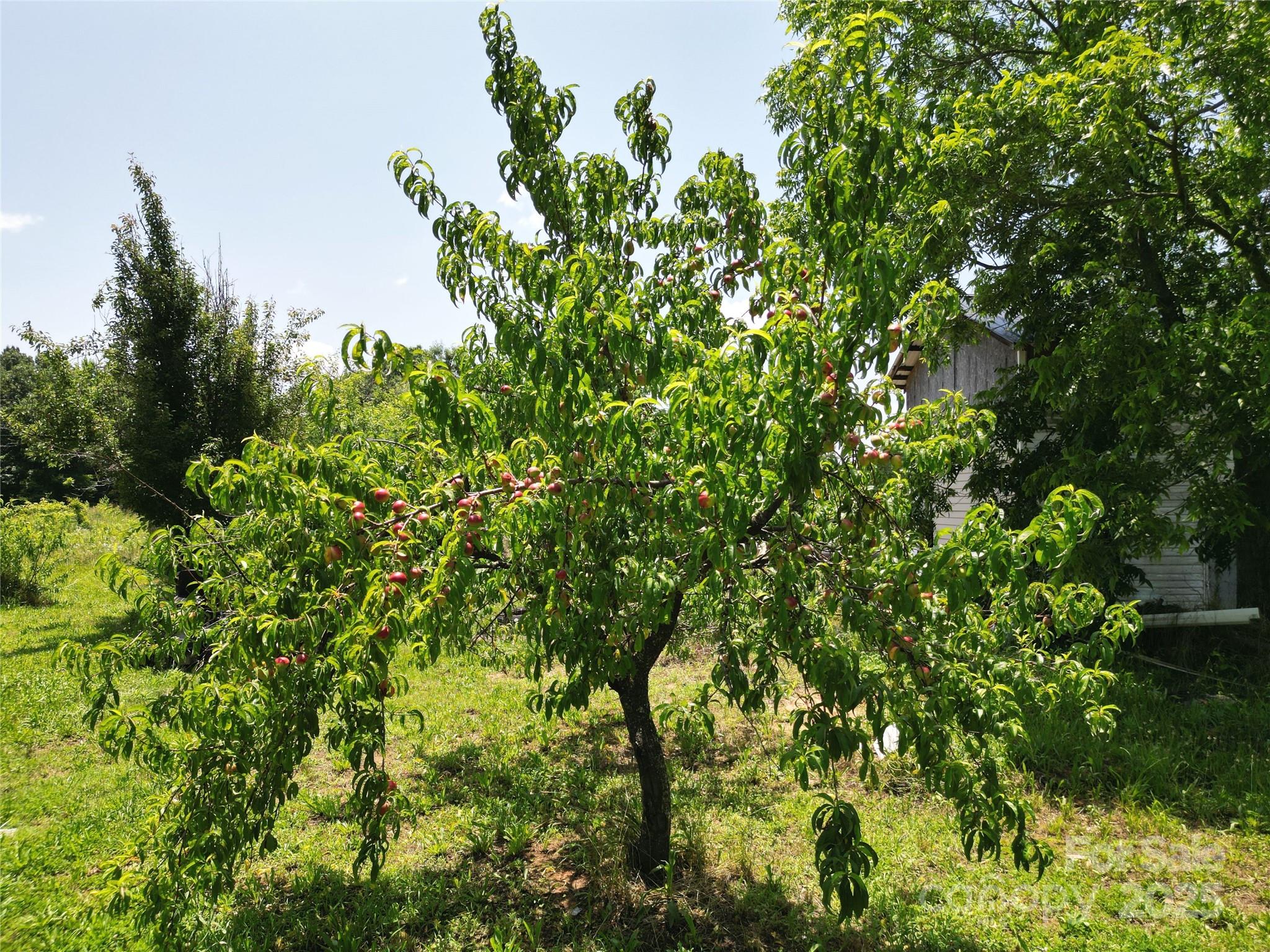 843 Upper White Store Road Peachland, NC 28133 - Photo 44 of 48 a backyard of a house with lots of green space