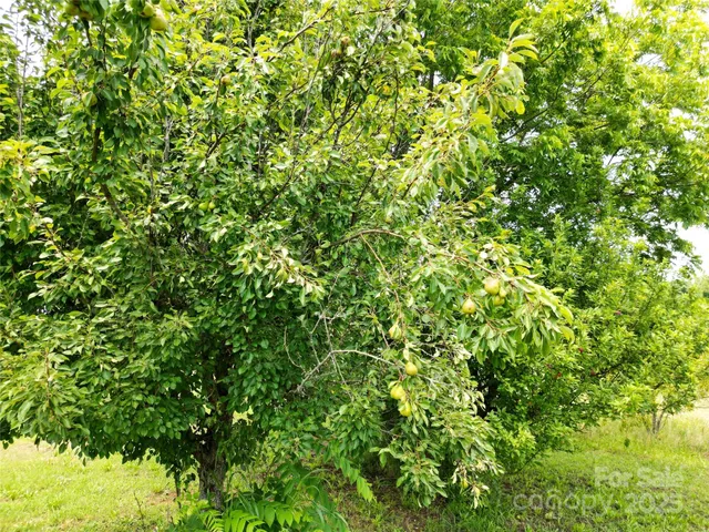 an aerial view of huge green field with lots of green plants in it