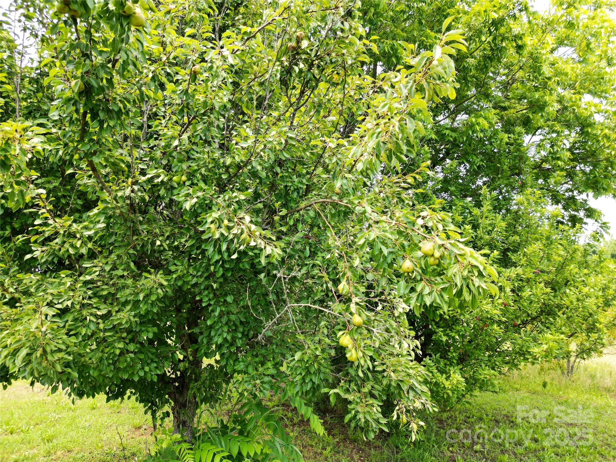 843 Upper White Store Road Peachland, NC 28133 - Photo 45 of 48 a view of a small yard