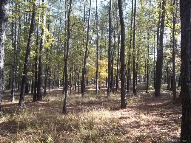 236 Plantation Road Gray, GA 31032 - Photo 25 of 26 a view of outdoor space with lots of trees