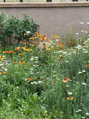 a backyard of a house with lots of green space and two chairs