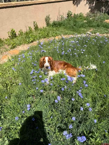 a view of lake with tree