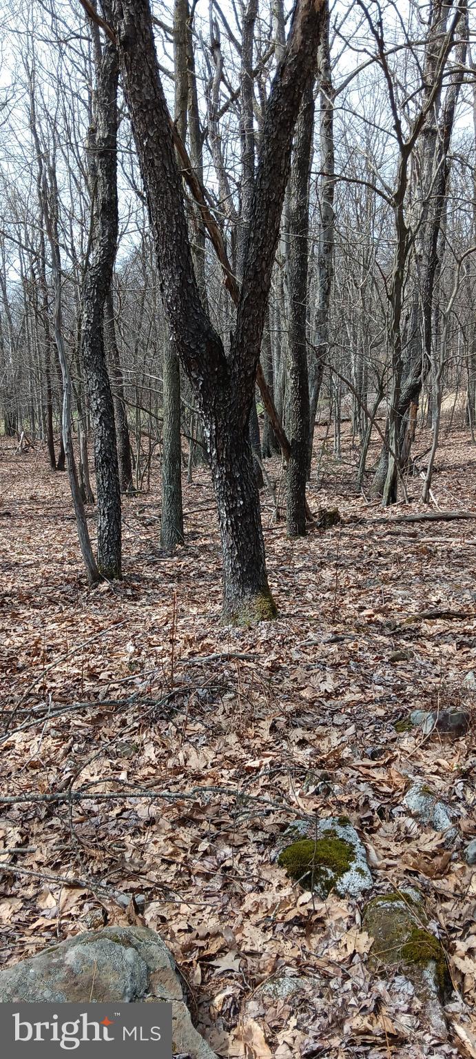 1243 Shaffer Mountain Road Cairnbrook, PA 15924 - Photo 55 of 60