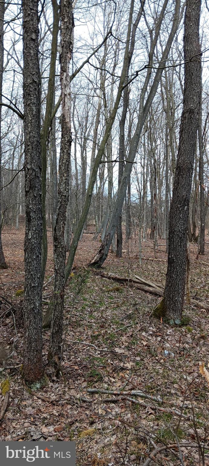 1243 Shaffer Mountain Road Cairnbrook, PA 15924 - Photo 9 of 60