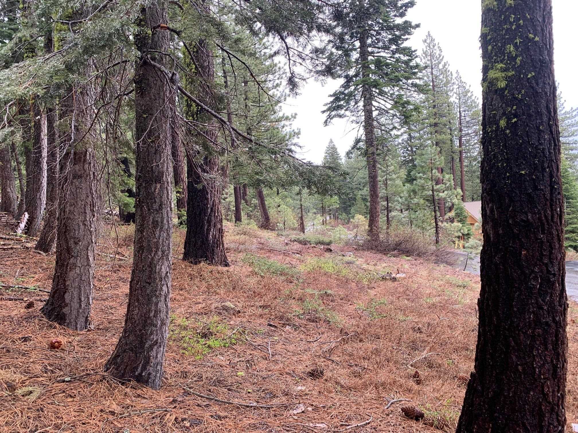 4038 Courchevel Road Homewood, CA 96141 - Photo 6 of 9 a view of a yard with trees