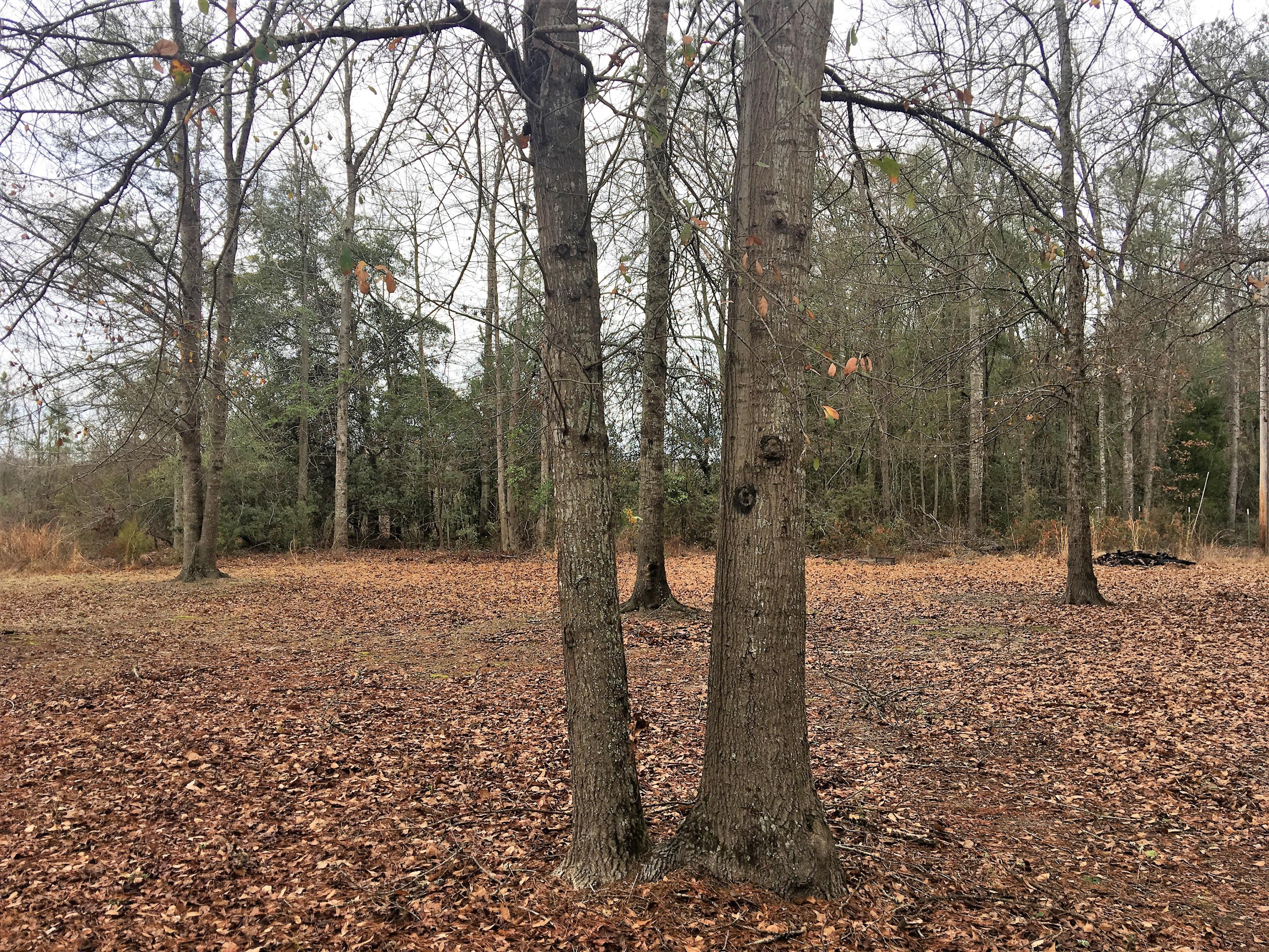 5111 Mt Carmel Road Walterboro, SC 29488 - Photo 5 of 33 IMG_3871