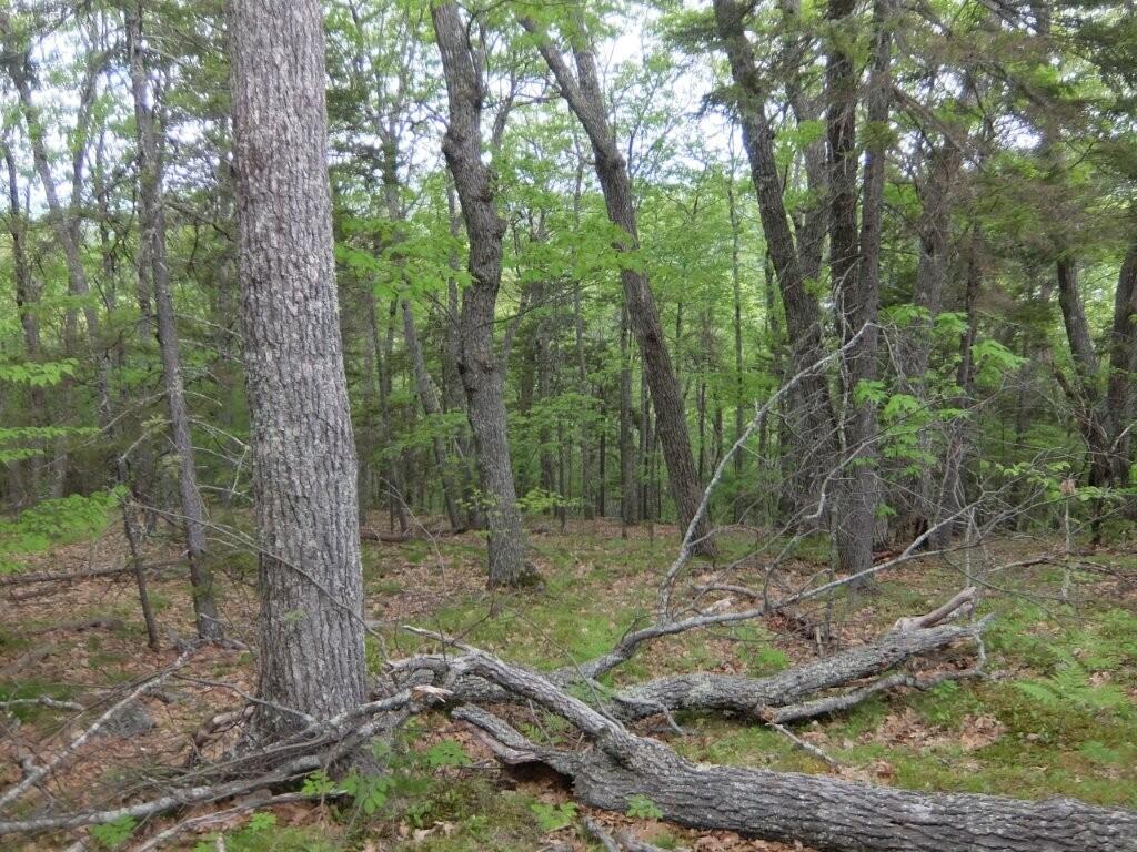 0 Hatchet Mountain Road Hope, ME 04847 - Photo 29 of 31 DSCF4105
