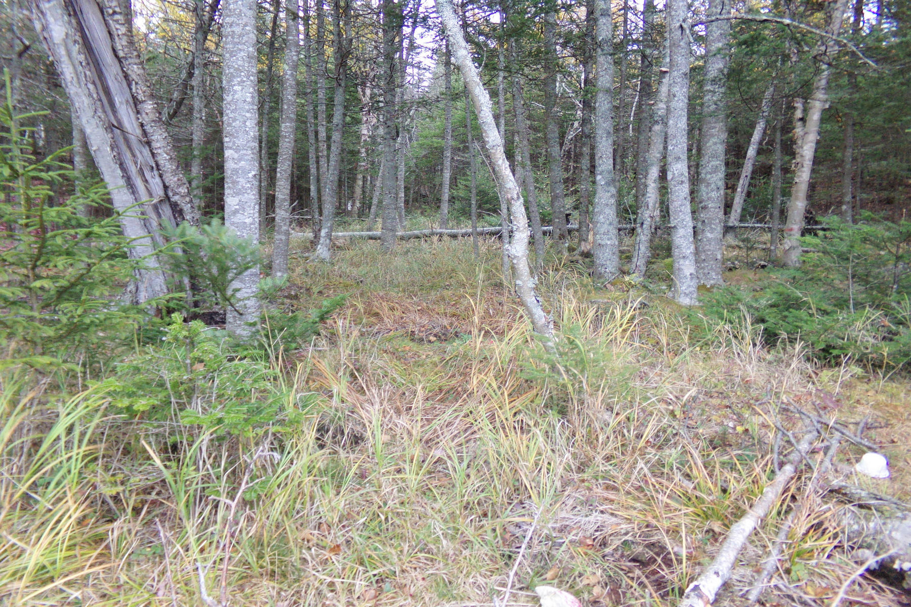 Tbd Collins Cove Road Machiasport, ME 04655 - Photo 6 of 15 6c.135_2065