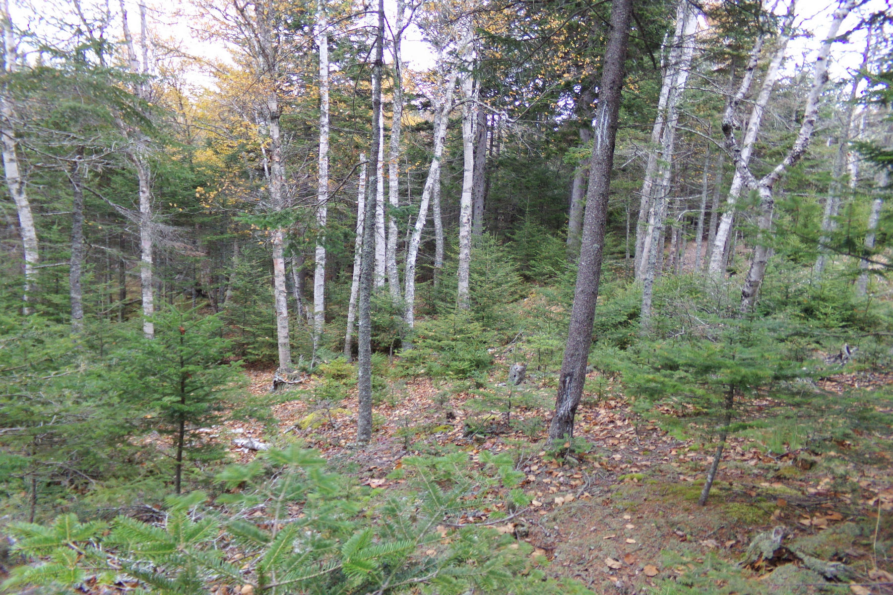 Tbd Collins Cove Road Machiasport, ME 04655 - Photo 9 of 15 9c.135_2072