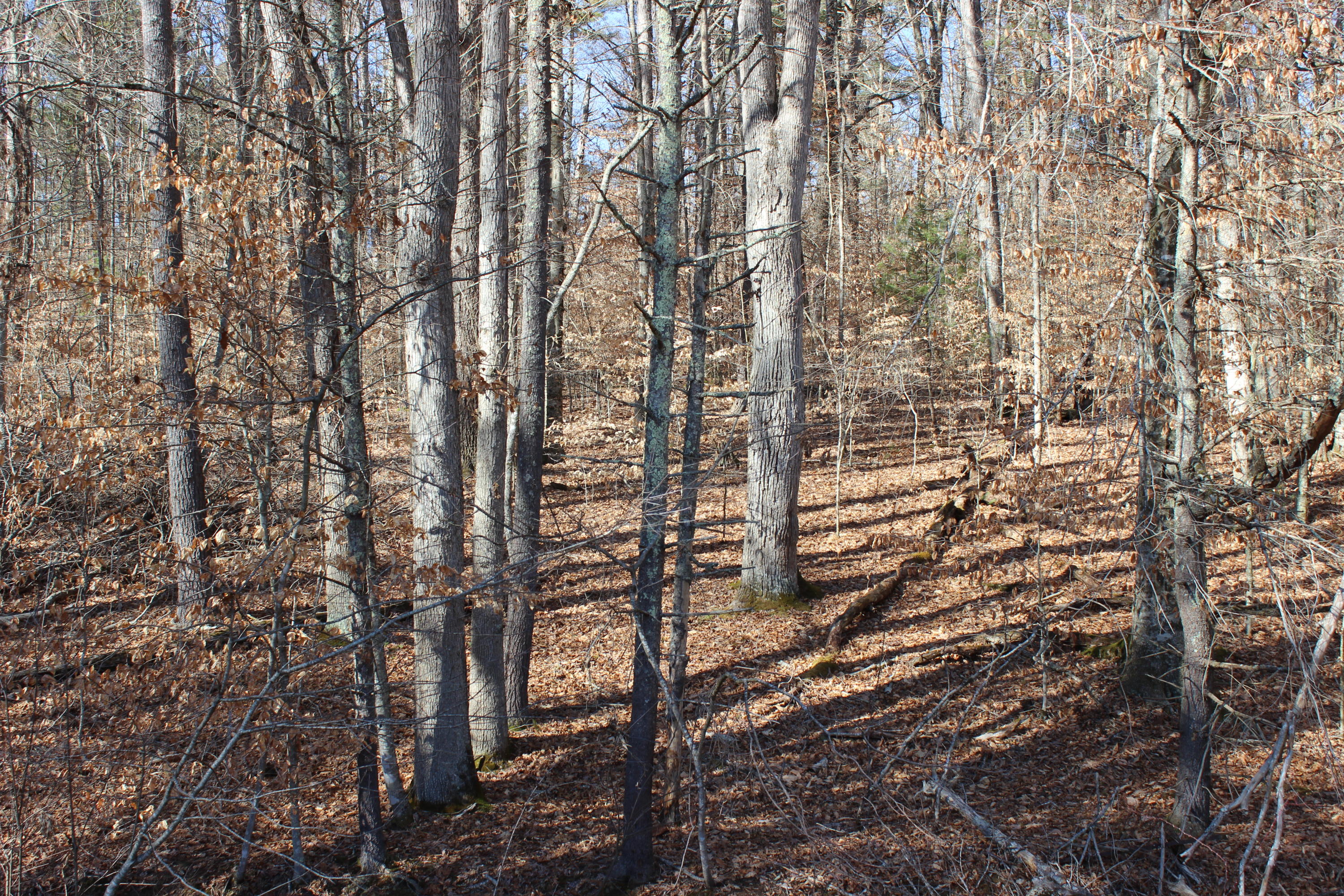 219 Brush Road Lewisburg, WV 24901 - Photo 10 of 30 Gallery Image 10
