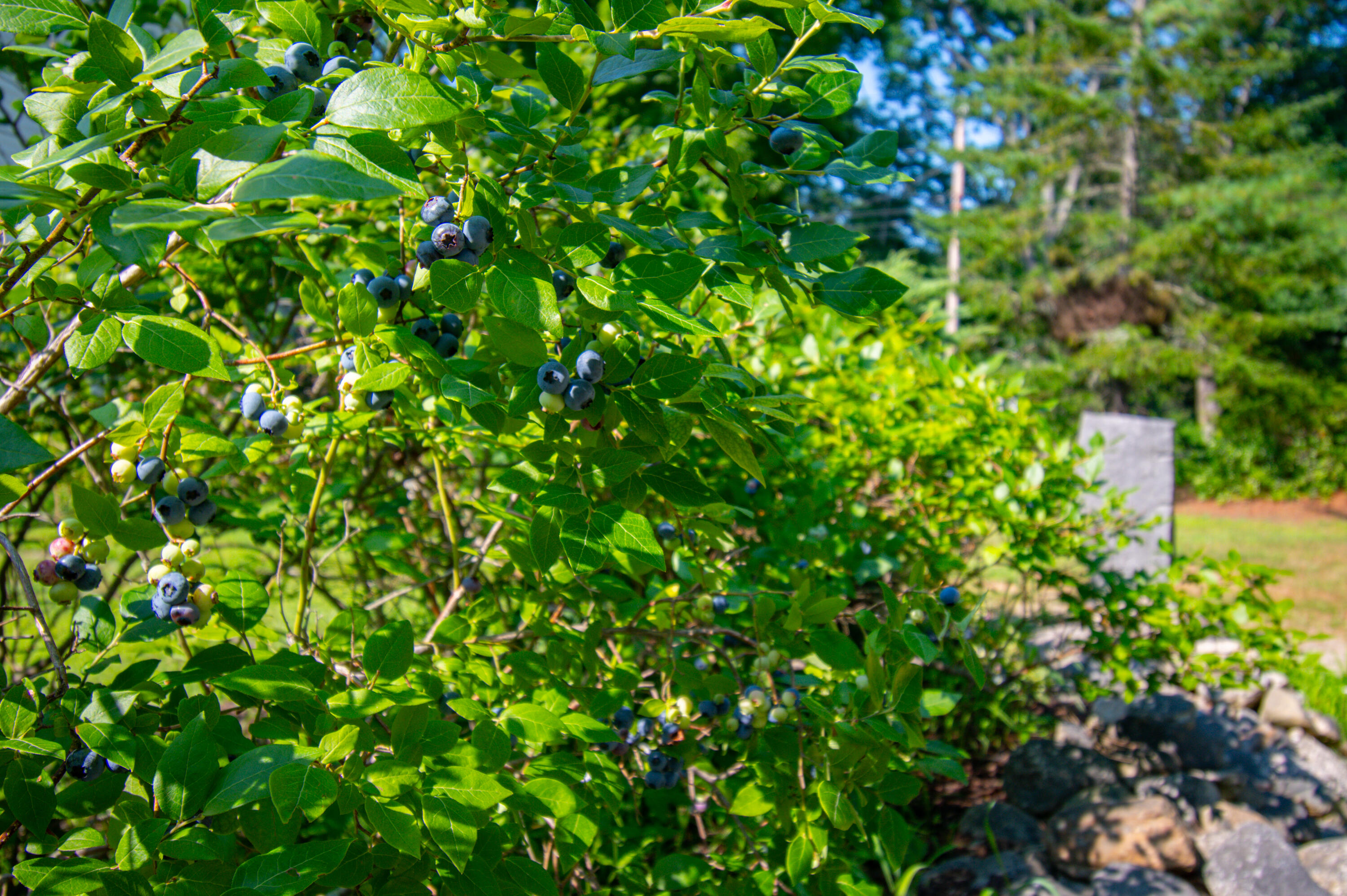 306 West Gray Road Gray, ME 04039 - Photo 76 of 86 306WGrayRd-64