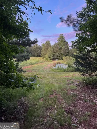a view of a forest with trees in the background