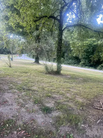 a view of an trees with a yard