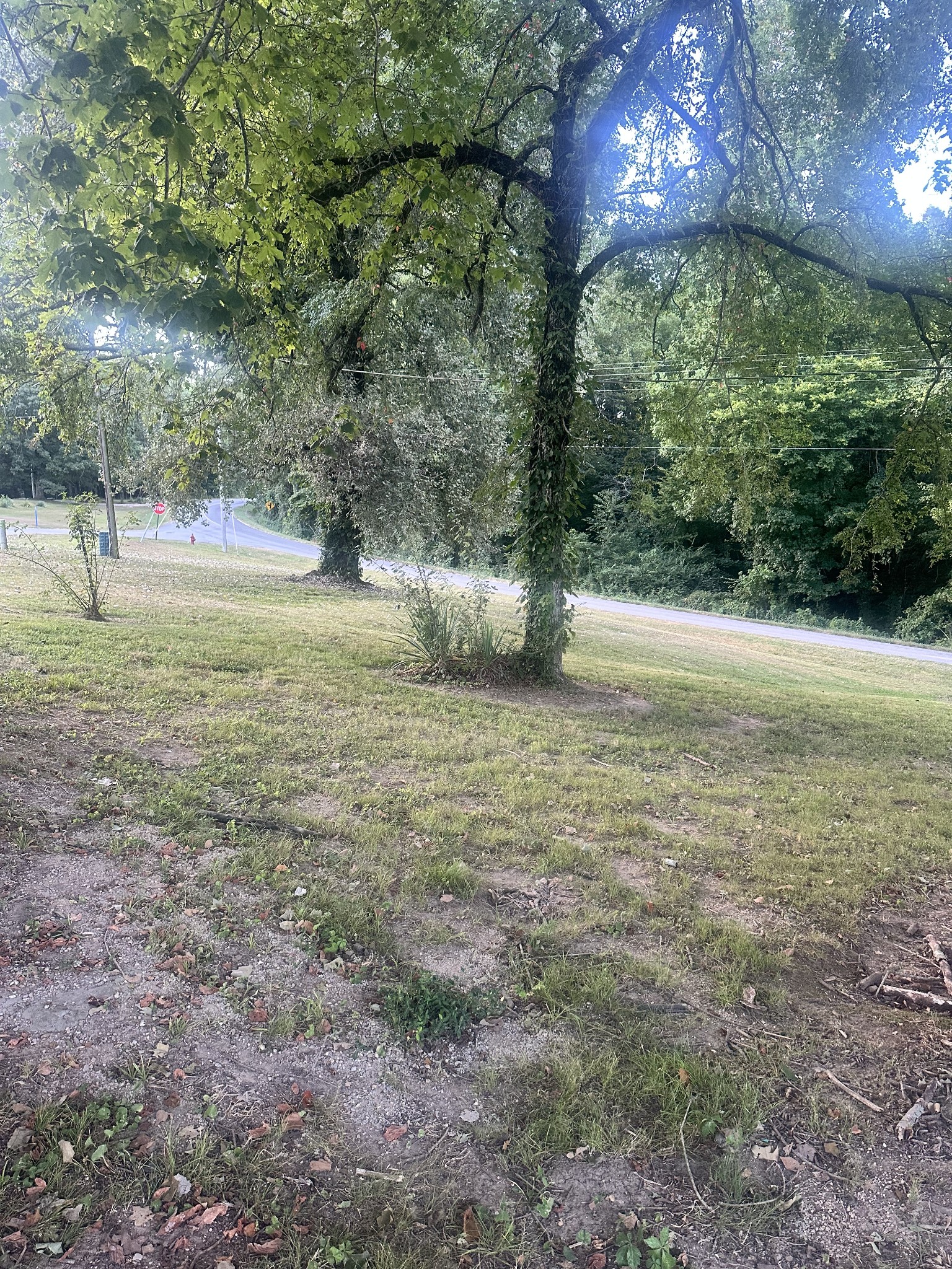 2 Hardin Loop Westpoint, TN 38486 - Photo 11 of 27 a view of an trees with a yard