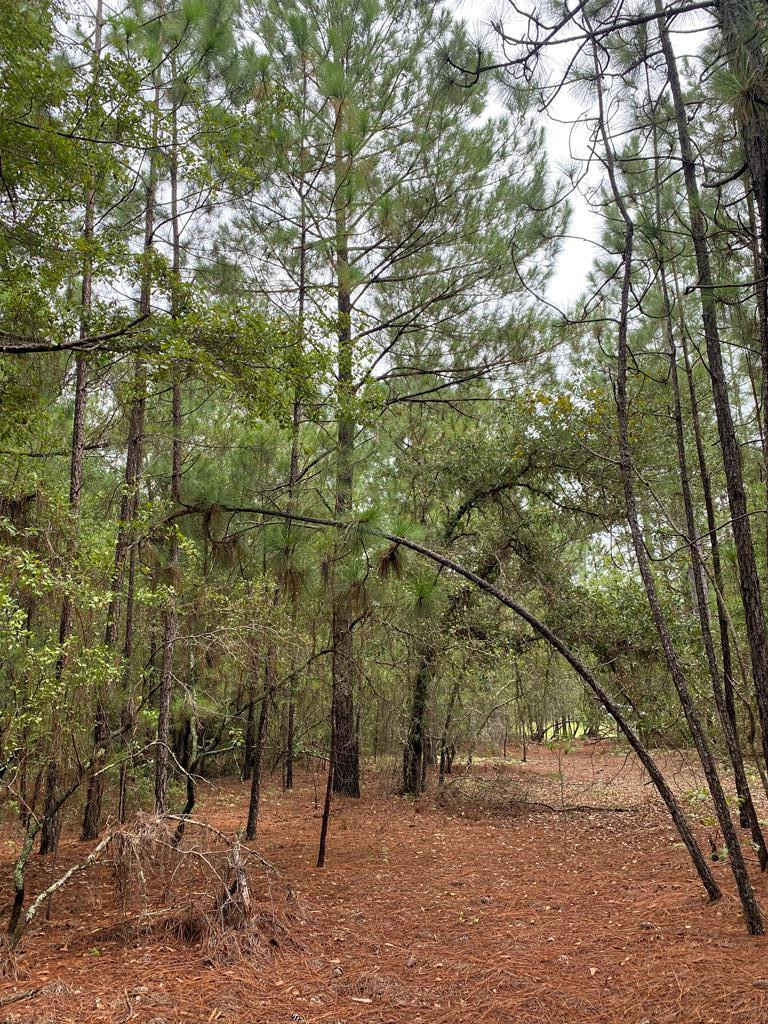 51.92-acre State Park Road Windsor, SC 29856 - Photo 12 of 14
