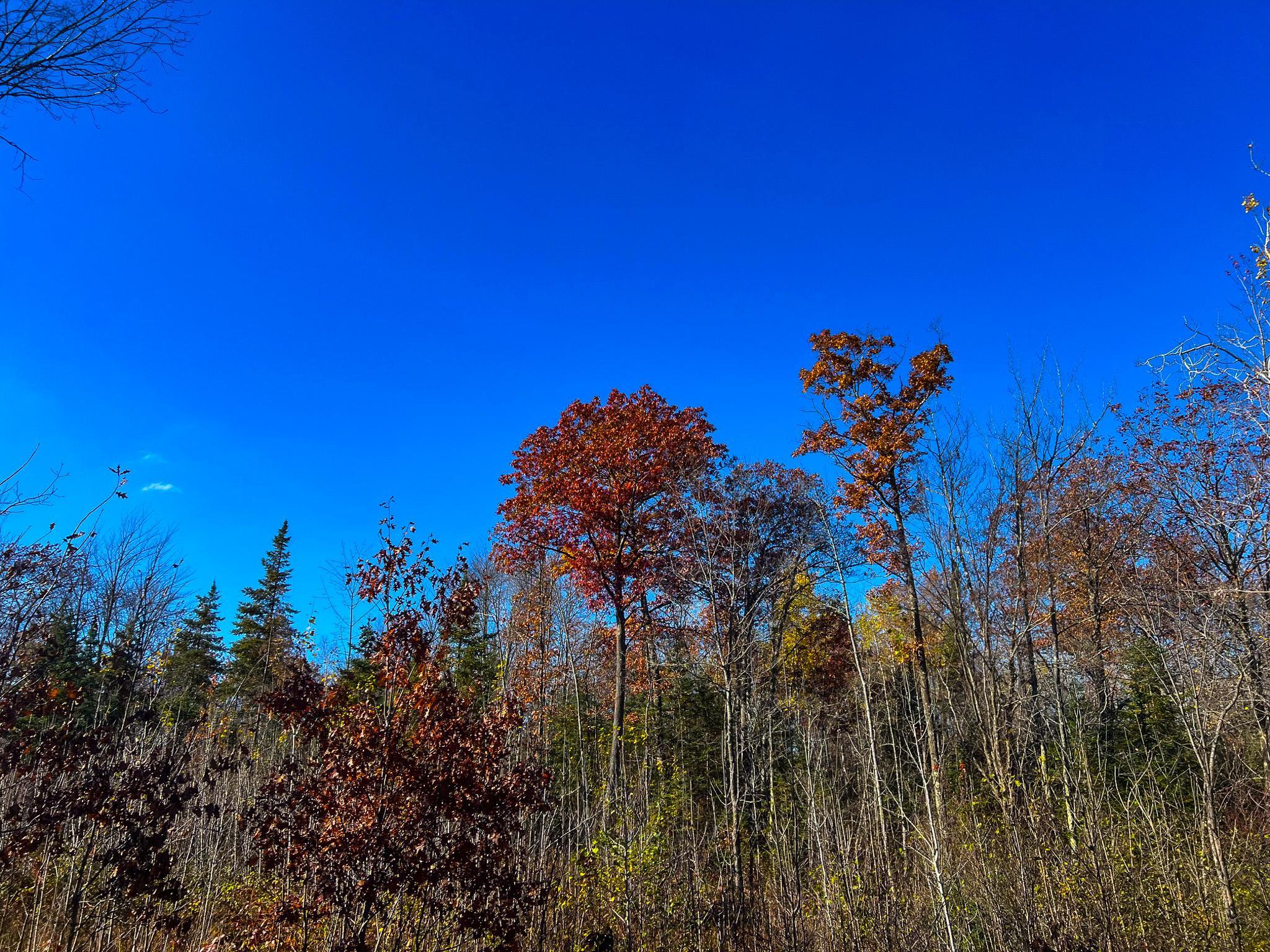 Lot 7-8 Breakneck Road Birchwood, WI 54817 - Photo 20 of 23