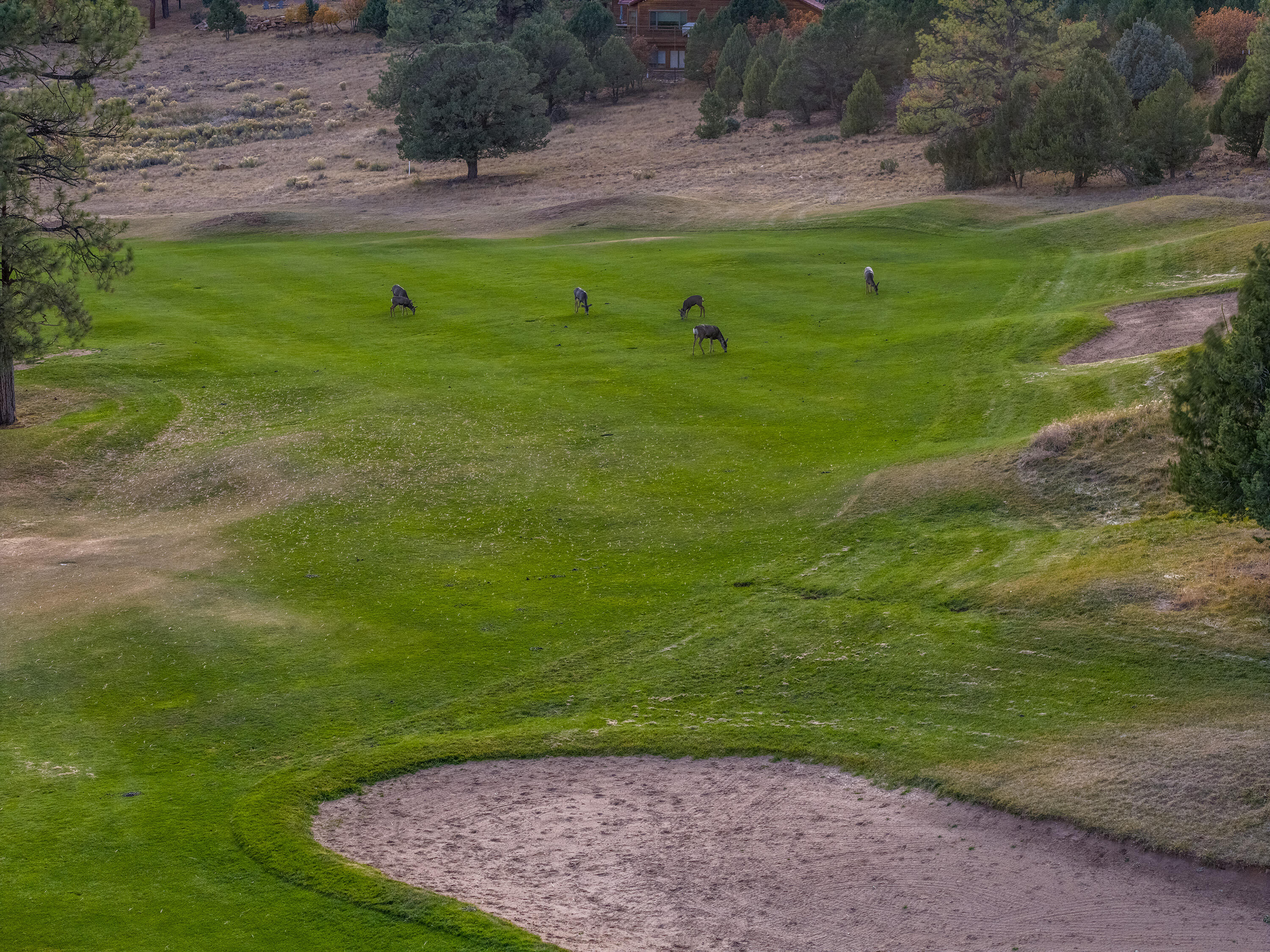 74 White Tail Lane Ridgway, CO 81432 - Photo 53 of 53 a view of a backyard