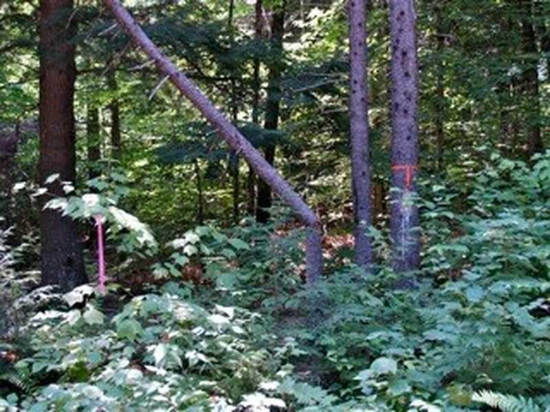 Lot 16-1 East Shore Road Burlington, ME 04417 - Photo 4 of 9 Land.