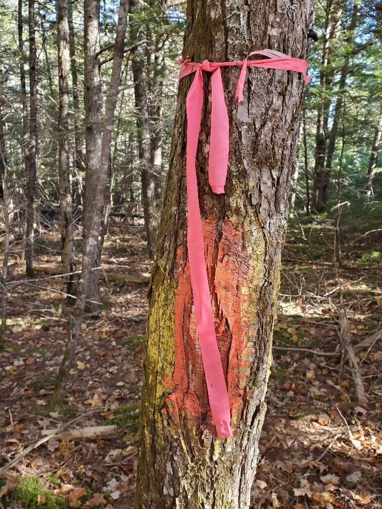 0 Sandy Beach Road Beddington, ME 04622 - Photo 20 of 27 east line sorta blazed