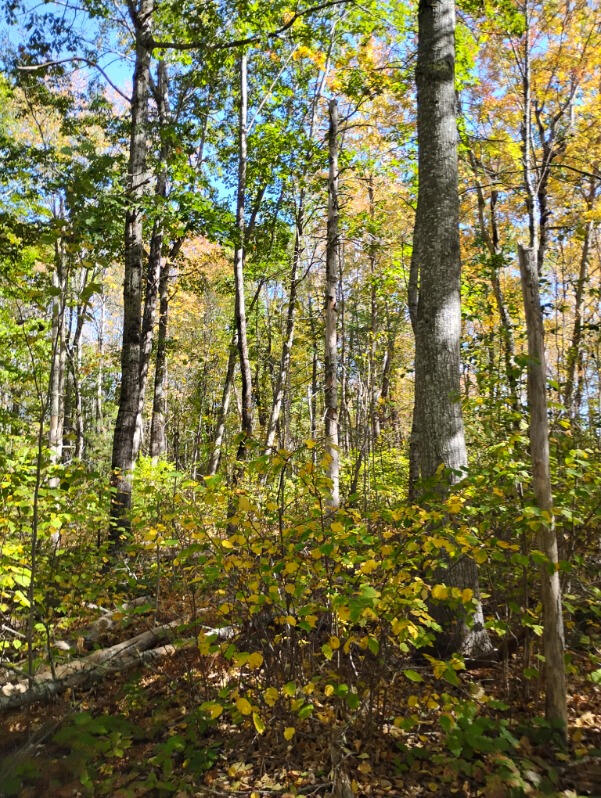 1 Bicknell Road Belmont, ME 04952 - Photo 3 of 5 02
