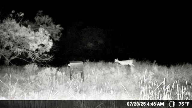 N/a N/a Wayland Ranch Ranger, TX 76470 - Photo 17 of 18