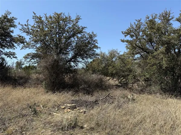a view of a forest with trees in the background