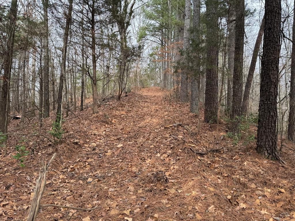613 Williams Grove Road Camden, TN 38320 - Photo 3 of 4 a backyard of a house with lots of green space