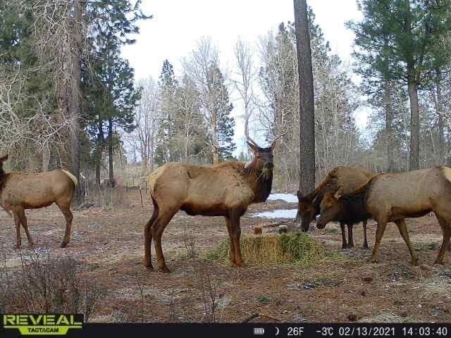 0 South Harrison Road Edwall, WA 99008 - Photo 3 of 39