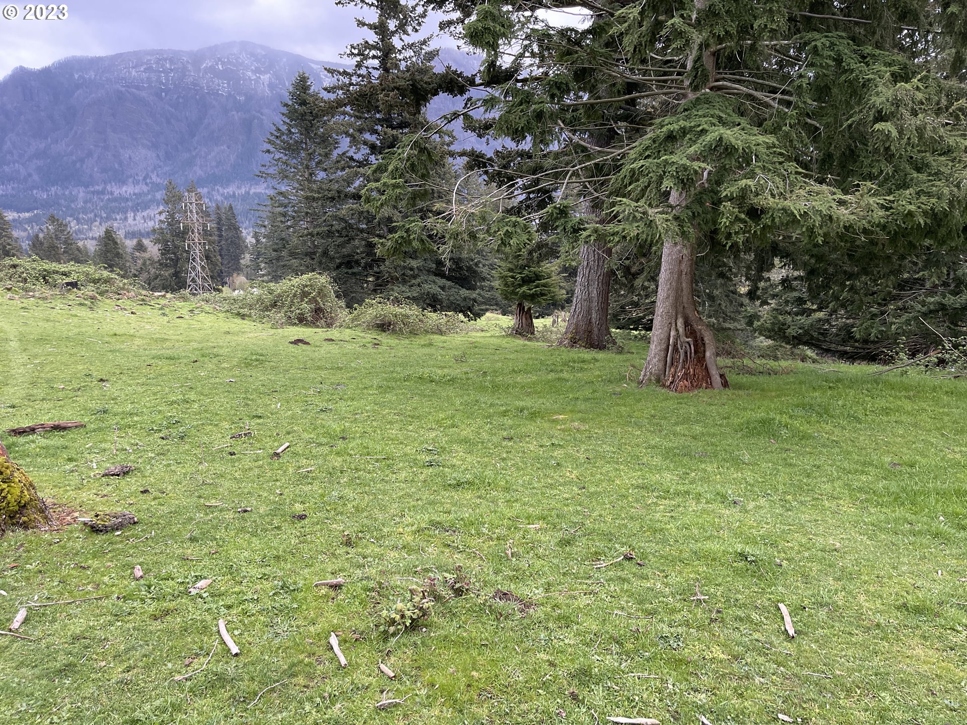 562 Woodard Creek Road Stevenson, WA 98648 - Photo 8 of 37 a view of a field with a tree
