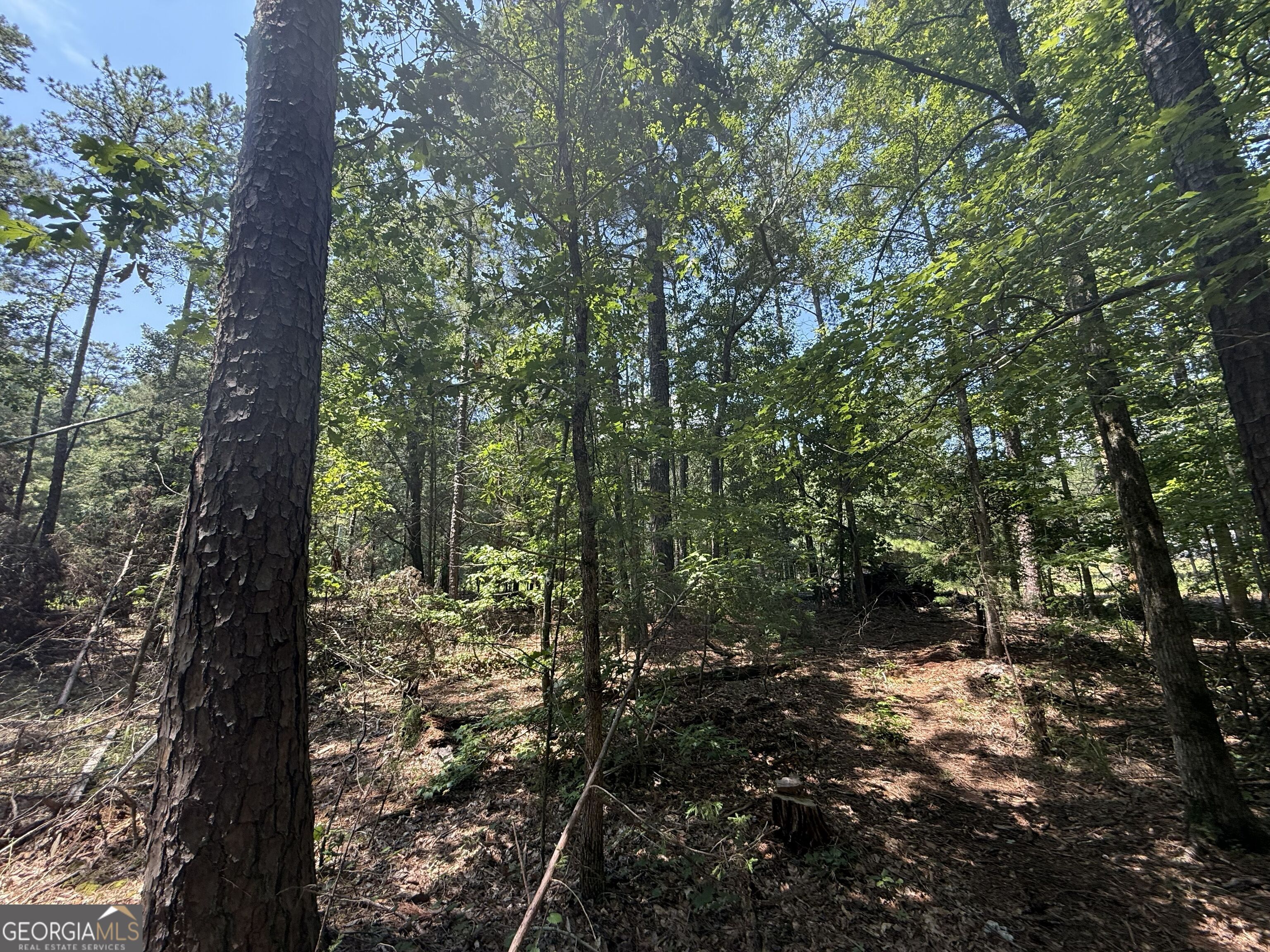 2128 Amberly Road Elberton, GA 30635 - Photo 11 of 26 a view of a forest filled with trees