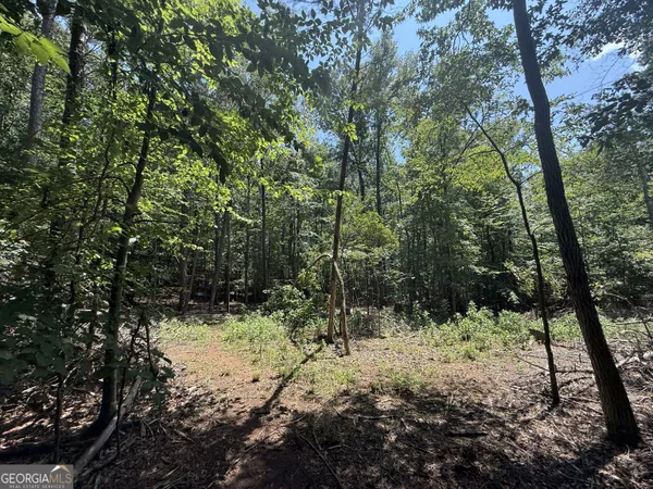 a view of a forest filled with trees