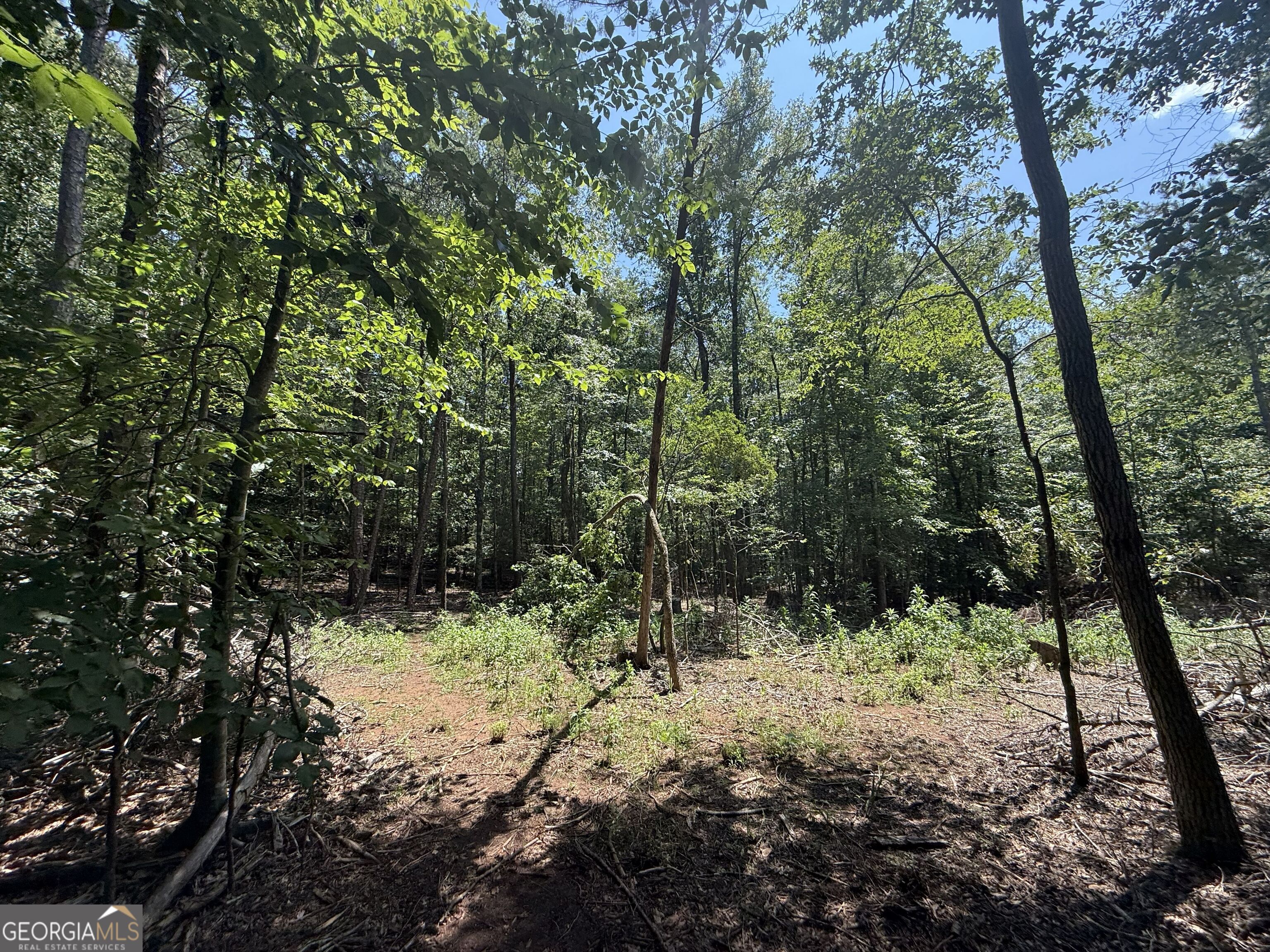 2128 Amberly Road Elberton, GA 30635 - Photo 12 of 26 a view of a forest filled with trees