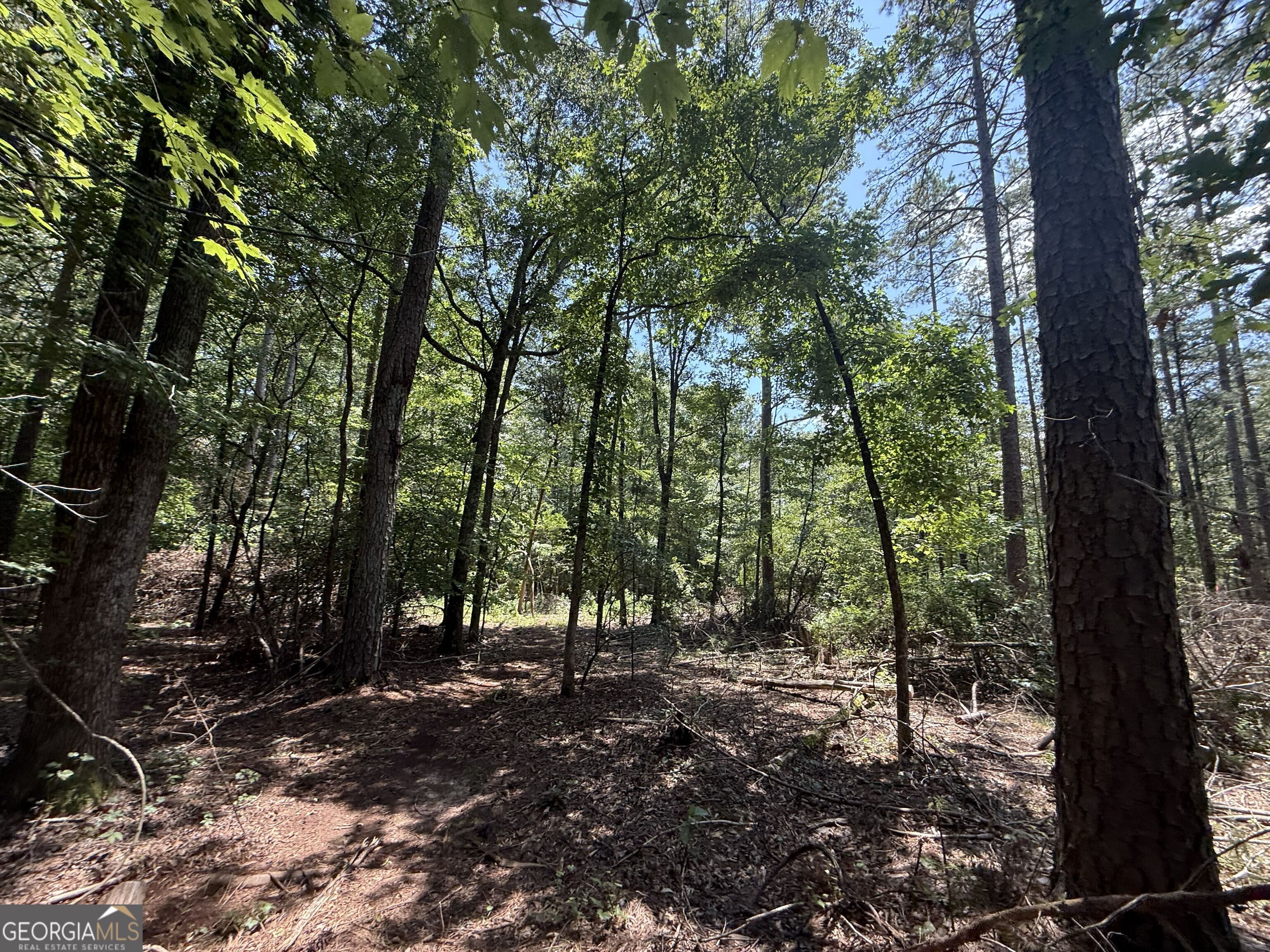 2128 Amberly Road Elberton, GA 30635 - Photo 14 of 26 a view of forest